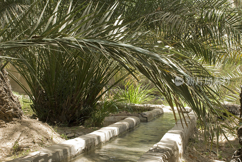 Al Ain Oasis falaj，阿布扎比，阿拉伯联合酋长国